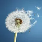 Meloradio Delicate logo