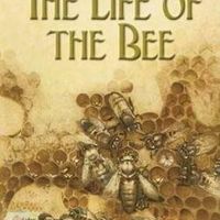 The Life of the Bee